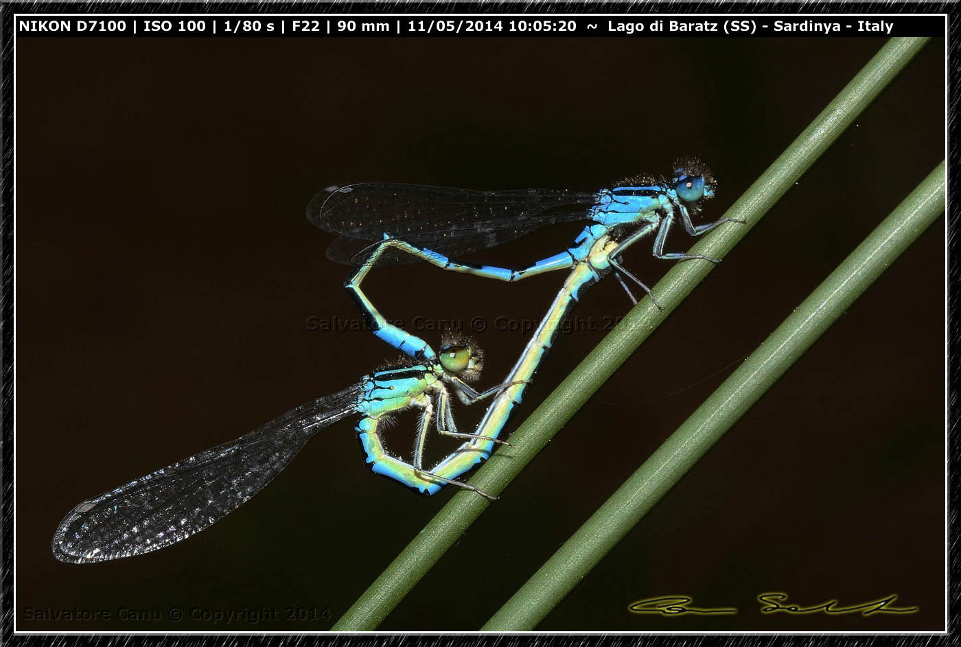 Coenagrion scitulum, accoppiamento da Baratz 2 (SS)